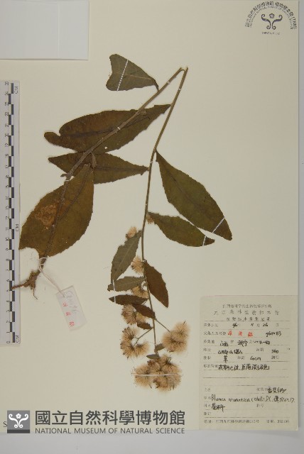 薄葉艾納香藏品圖，第1張
