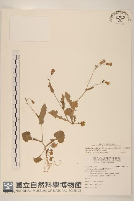 紫背草藏品圖，第1張