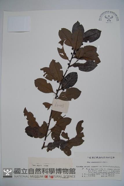 三花冬青藏品圖，第1張