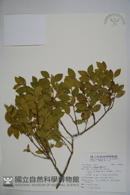 圓葉冬青藏品圖，第1張