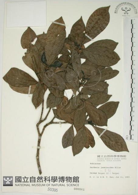 山黃梔藏品圖，第1張