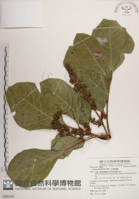 大葉樹蘭藏品圖，第1張