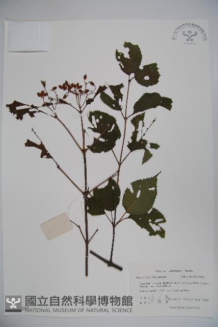 莢迷藏品圖，第1張