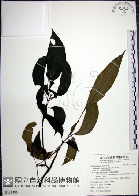 角桐草、台灣半蒴苣苔藏品圖，第1張
