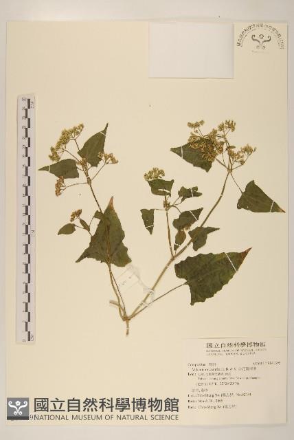 小花蔓澤蘭藏品圖，第1張