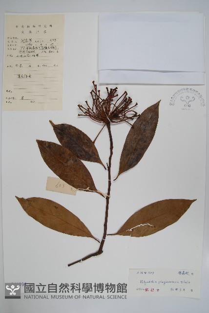 斜脈暗羅藏品圖，第1張