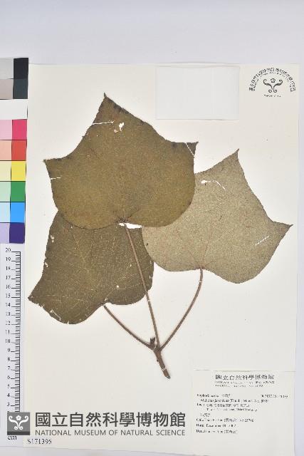 野桐藏品圖，第1張