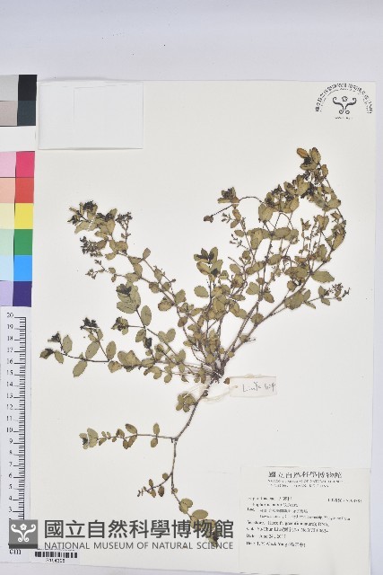 登錄號:S194395藏品圖，第1張