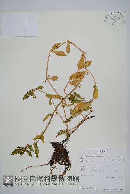 蓮子草藏品圖，第1張