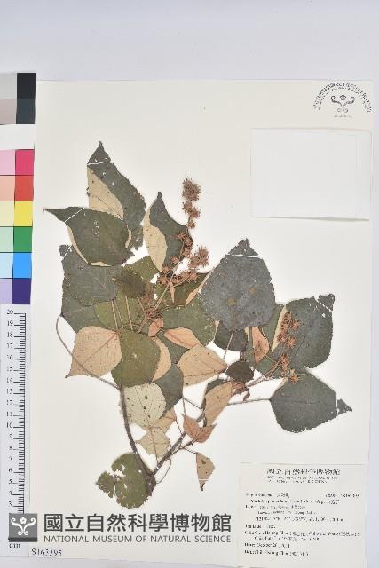 白匏子藏品圖，第1張