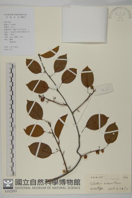 滇邊南蛇藤藏品圖，第1張