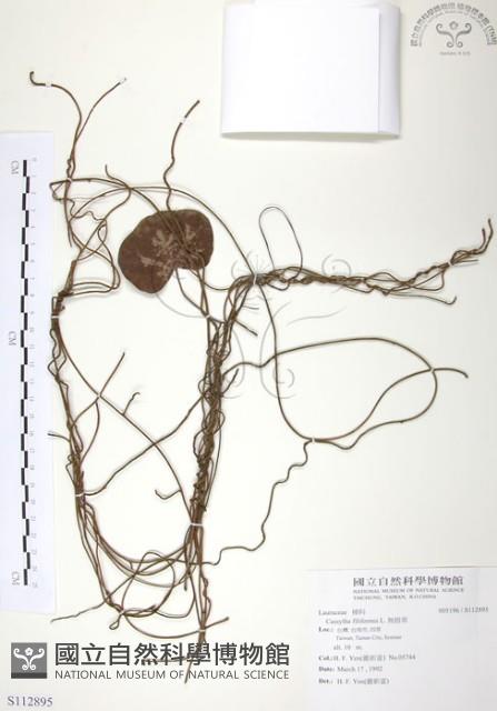 無根草藏品圖，第1張