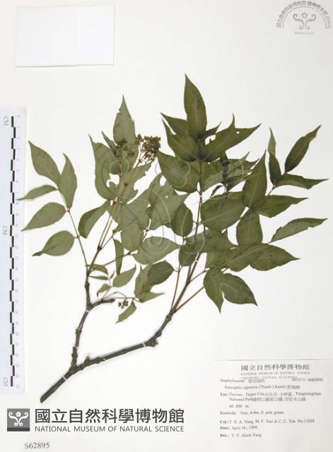 Japanese euscaphis Collection Image