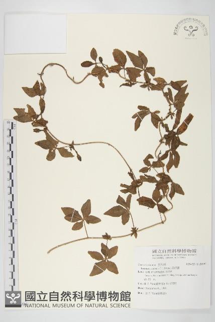 番仔藤藏品圖，第1張