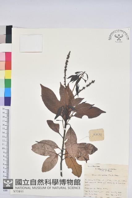 子彈石櫟藏品圖，第1張