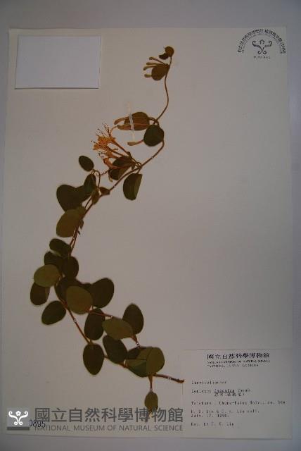 忍冬、金銀花藏品圖，第1張