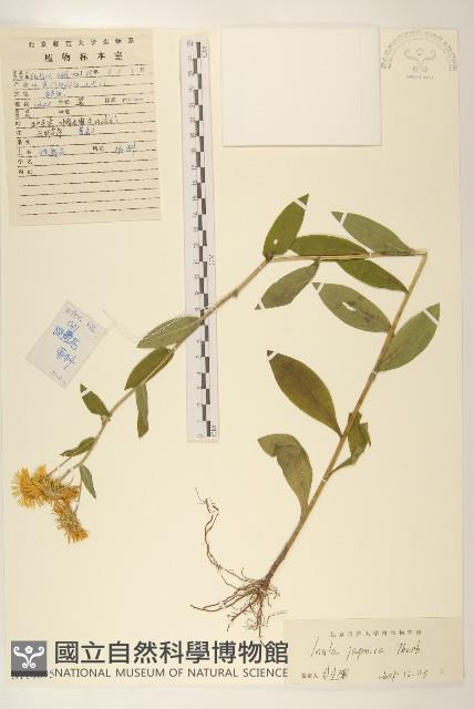 旋覆花藏品圖，第1張