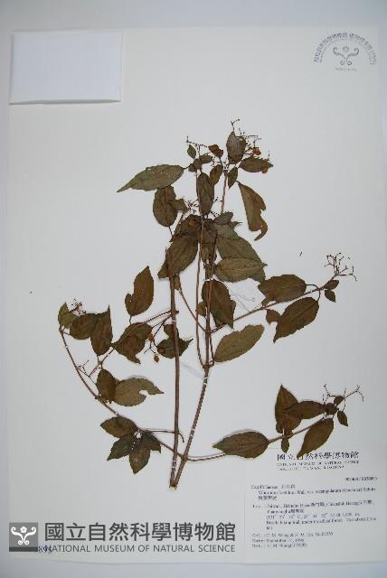 狹葉莢迷藏品圖，第1張