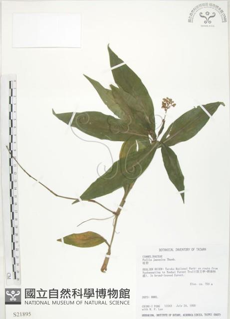 杜若藏品圖，第1張