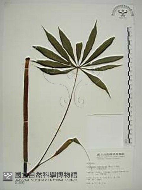 臺灣天南星藏品圖，第1張