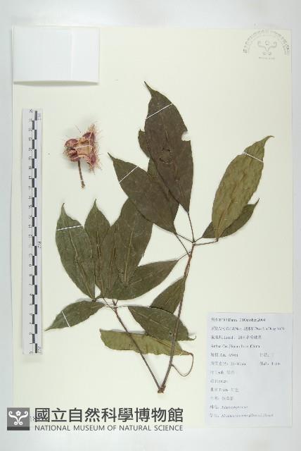 猴歡喜藏品圖，第1張