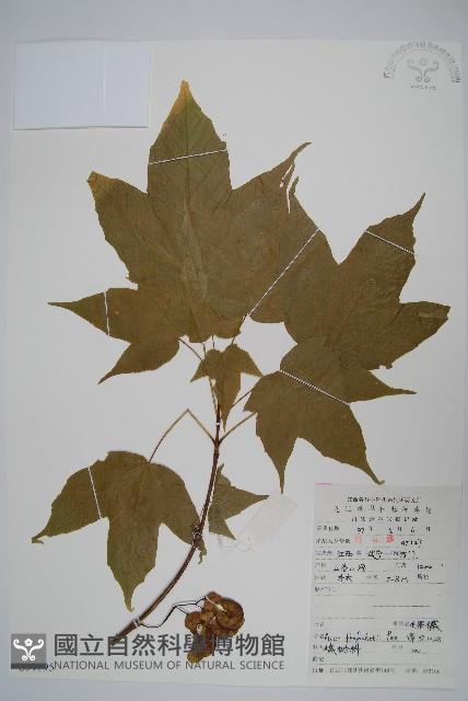 毛果槭藏品圖，第1張