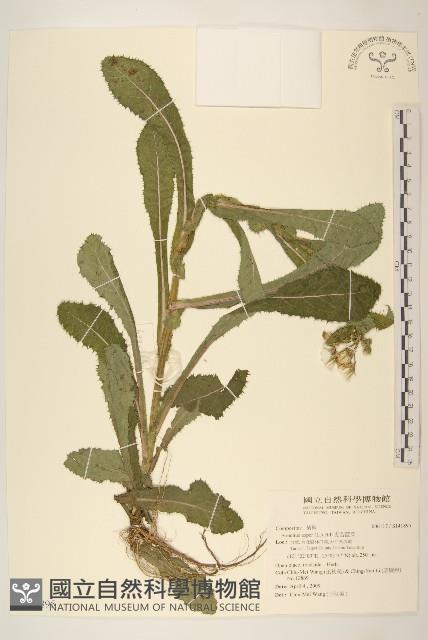 鬼苦苣菜藏品圖，第1張