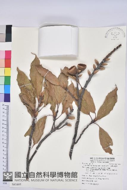 赤柯、赤椆、森氏櫟藏品圖，第1張