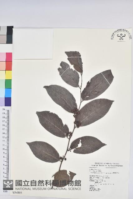 錫蘭饅頭果，香港饅頭果，大葉饅頭果，香港算盤子藏品圖，第1張