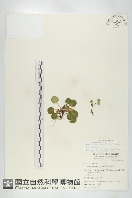 倒卵葉裂緣花藏品圖，第1張