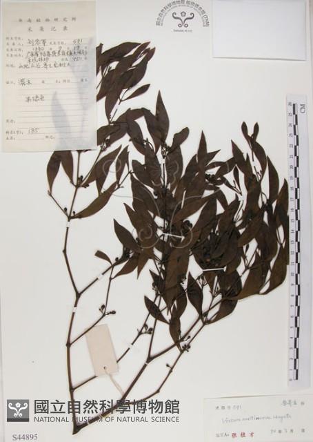 刀葉槲寄生、刀葉桑寄生藏品圖，第1張