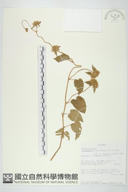長梗毛娥房藤藏品圖，第1張