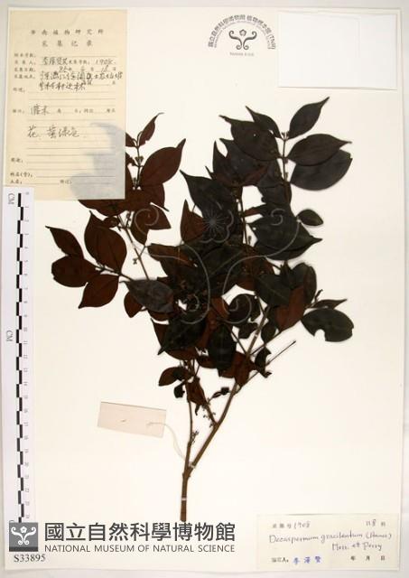 十子木、加入舅藏品圖，第1張