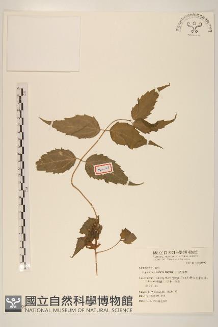 田代氏澤蘭藏品圖，第1張