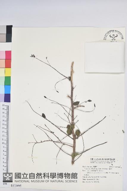 白飯樹藏品圖，第1張