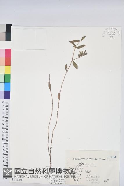 乳仔草藏品圖，第1張