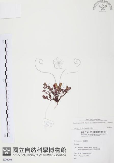 玉山龍膽藏品圖，第1張