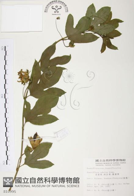 西番蓮、百香果藏品圖，第1張