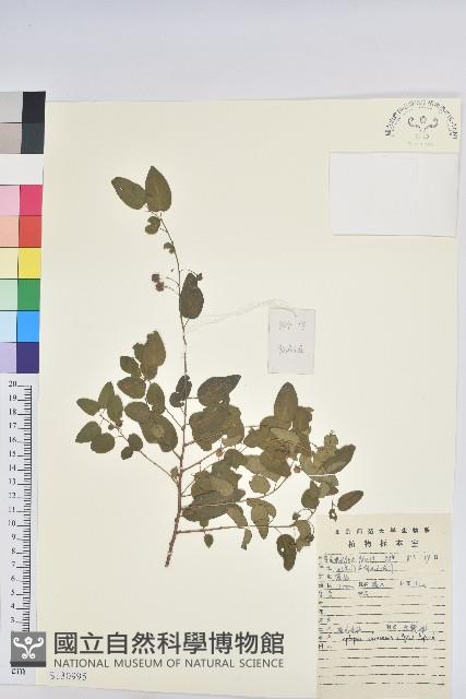 雀兒舌頭藏品圖，第1張