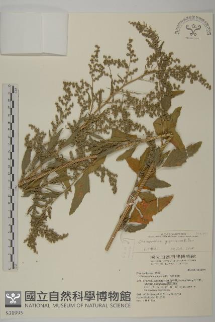 杖藜藏品圖，第1張