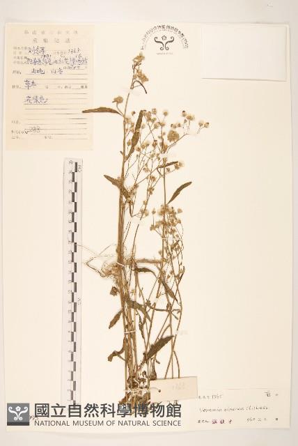 一枝香藏品圖，第1張