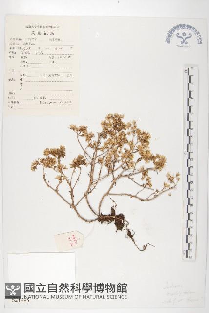 鏝瓣景天藏品圖，第1張