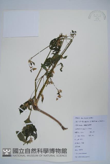 土牛膝藏品圖，第1張