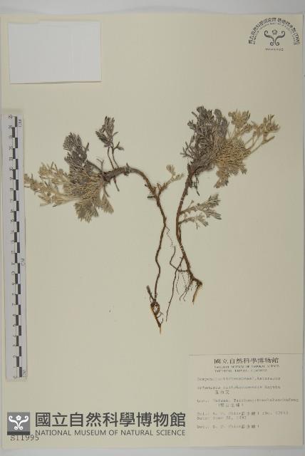 山艾藏品圖，第1張