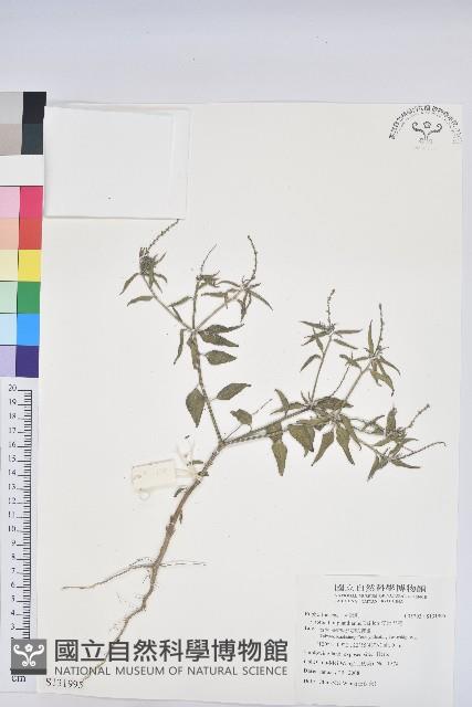 波氏巴豆藏品圖，第1張