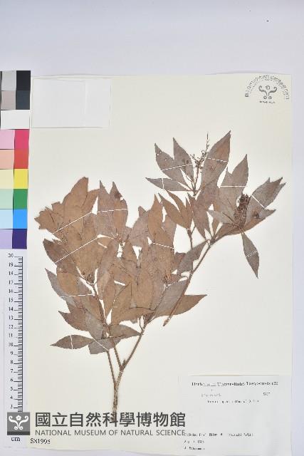 日本馬醉木藏品圖，第1張