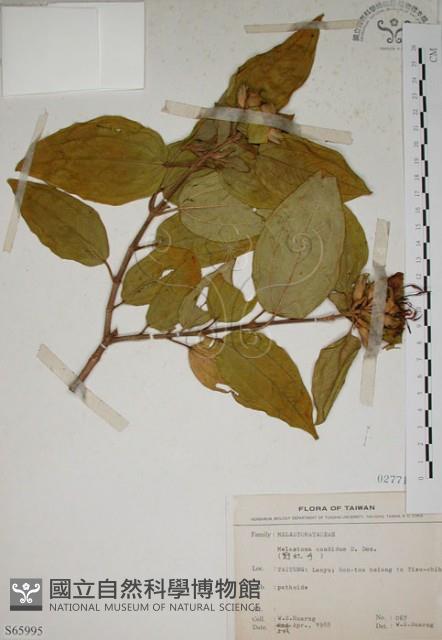 基尖葉野牡丹、蘭嶼野牡丹藏品圖，第1張