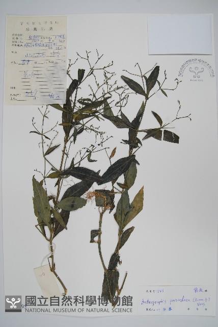 穿心蓮藏品圖，第1張