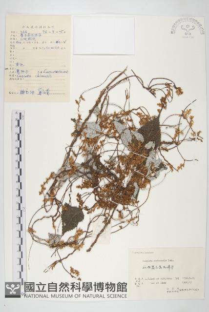 中國菟絲子藏品圖，第1張