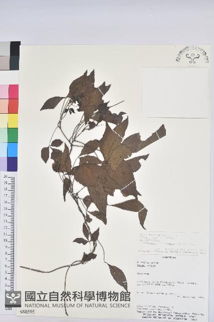 登錄號:S080595藏品圖，第1張